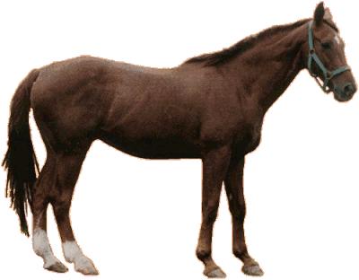 zeleznik.jpg