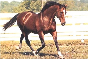 Northern Dancer